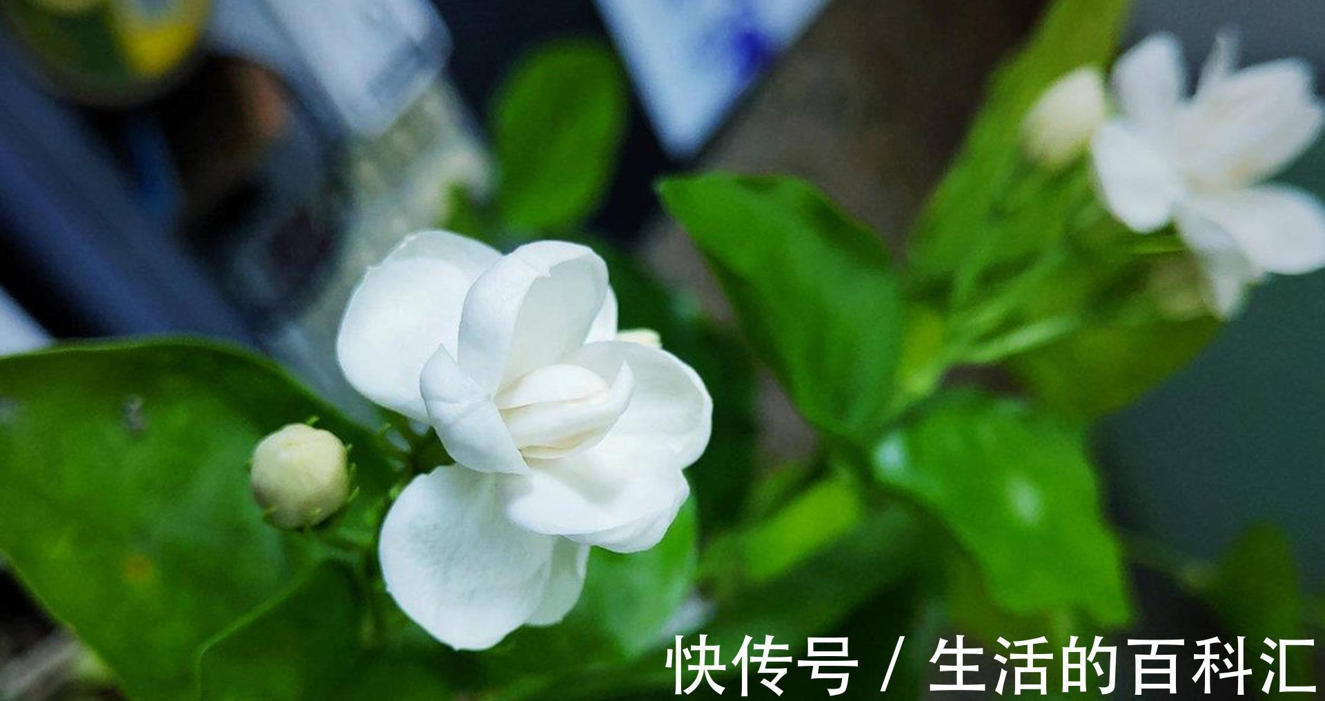 秋老虎|茉莉花立秋后想要复花快又多,怎么管理?这些细节要注意