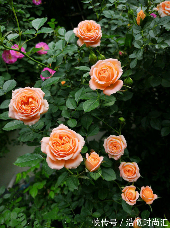 昼温|喜欢玫瑰,就养盆珍稀品种“女人香气”,丰腴婀娜,娇嫩柔和!