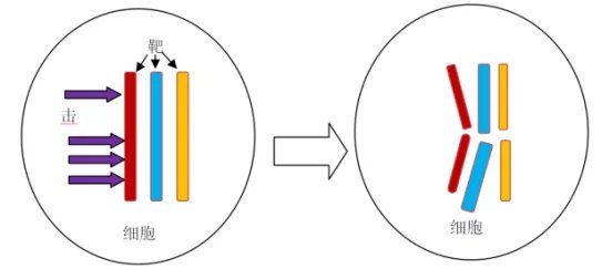 放疗|70%的患者通过放射治疗能够缩小肿瘤，放疗在癌症治疗中，担当怎样的角色？