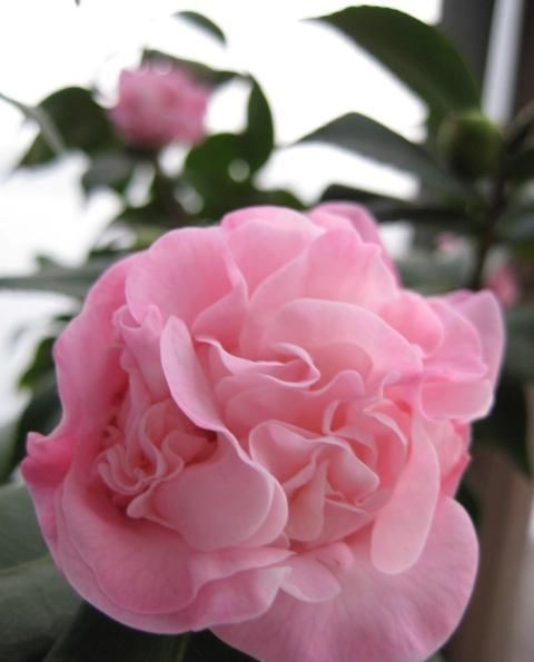 茶花|开花最浓最香的花卉,一开就是大半年,花大色艳,南北方都能养