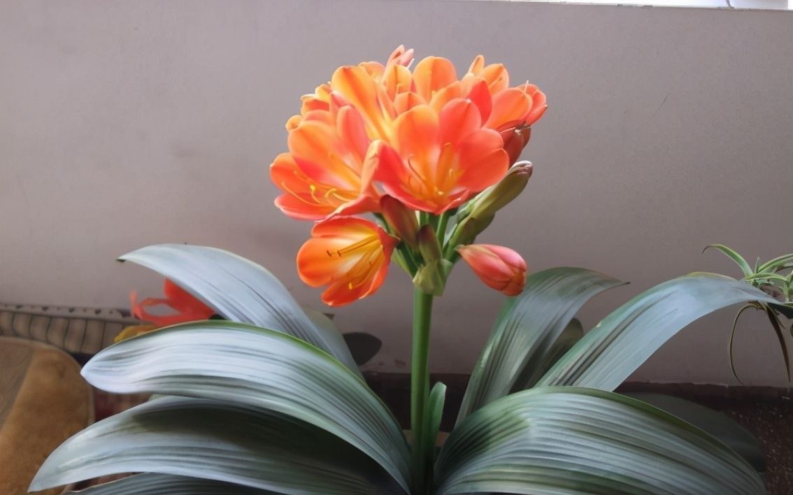 养君子兰有“六怕”,你知道吗?新手一定要避开