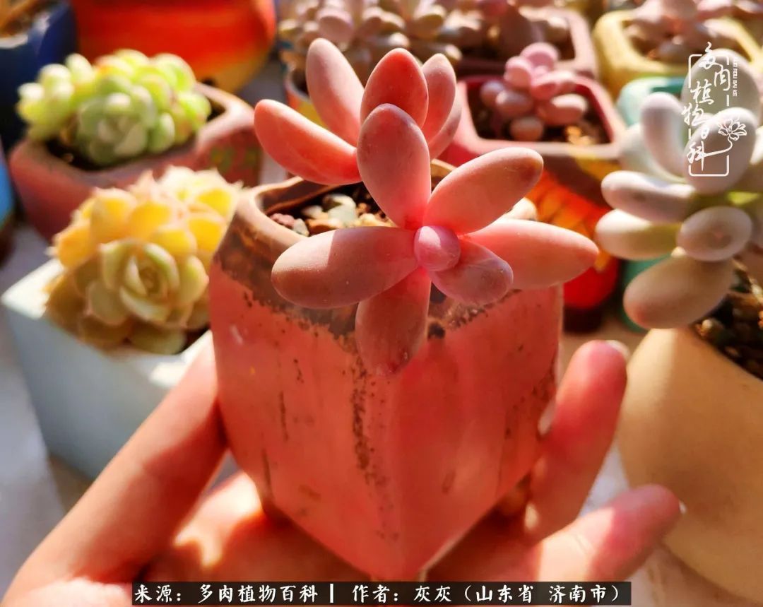 多肉植物|养多肉四年,铁打的盆盆流水的肉,无需多问,问就是喜欢!
