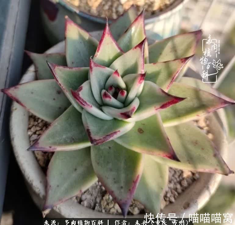 养肉多年,从未出坑过!养多肉是我最喜欢最坚持的爱好!