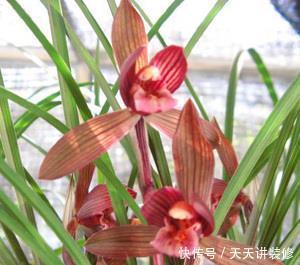 盆栽|冬天养花选它,好养又好看,花香迷人,是阳台盆栽佳品!