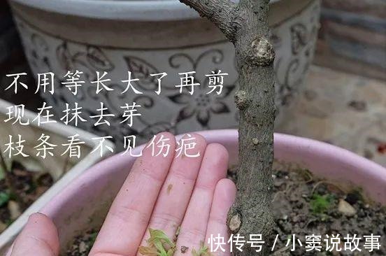 金枝玉叶不能长太高,越矮越值钱,一长高就砍!