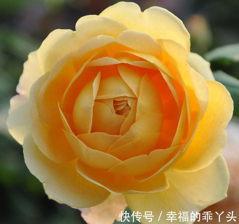 最值得入手的月季,黄金庆典