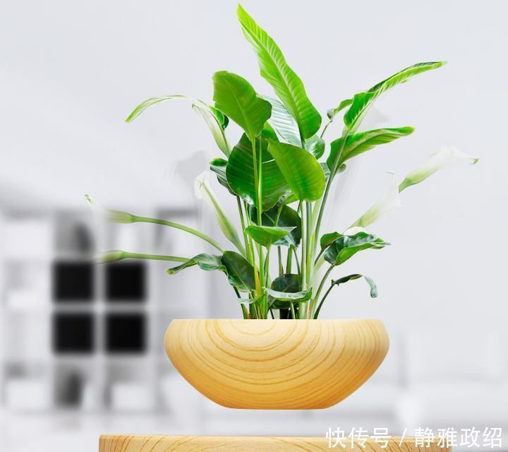 叶片|快扔掉家中发财树,真正好看还能净化空气的是这几种,高级又漂亮