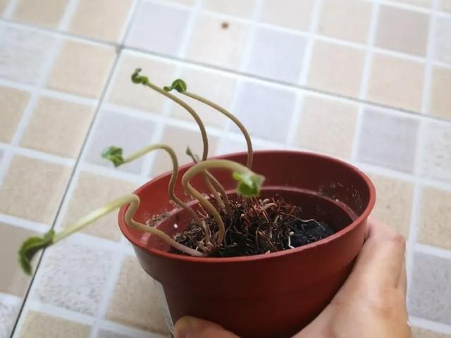 休眠期开花,剪掉才能活,需要一些养护技巧,才能保证安全度夏