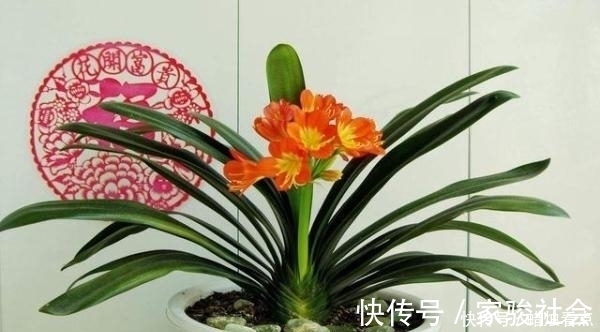 家养君子兰长势差?给它来一勺油,黄叶烂根通通不见了!