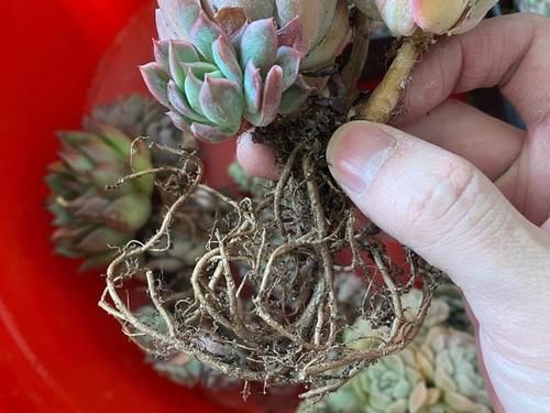 网购的多肉上盆之前用不用修根？没有统一的答案，需要区别对待