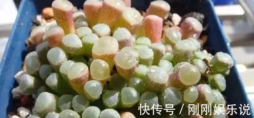 乙女|5种长相稀奇的多肉,养小花盆里照旧开花,可养很多年