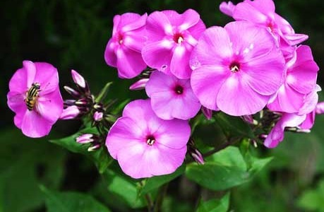 养花不妨试试这些花草，好养易爆盆，放在客厅散发阵阵清香