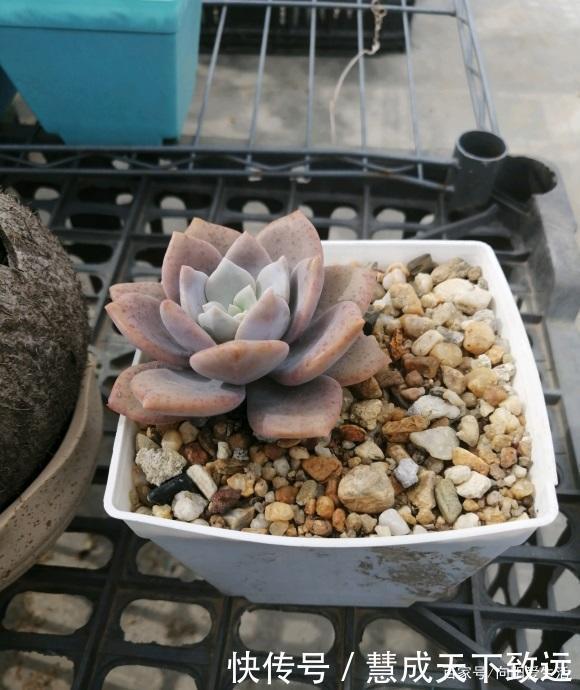 露天|高温季节，多肉选择露养最安全，浇水多注意，夏季不能浇太对