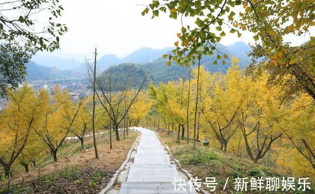 浙江|浙江有一宝藏古村，依山傍水景色超美，因银杏谷跟夫妻樟而闻名