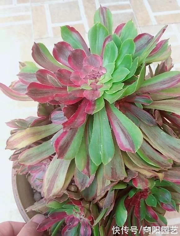 叶子|白露过后，气温开始下降，法师进入生长期，多浇水，冠幅更美