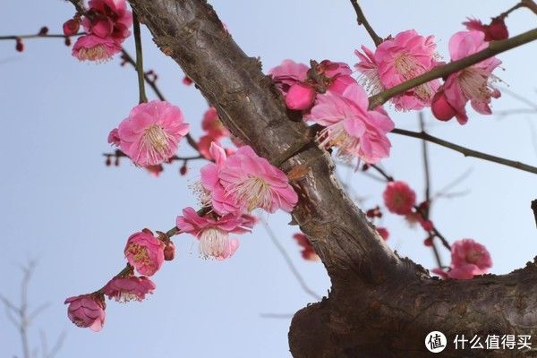 郊野公园|心想游，心想有，心享游 篇二十一：上海人少景美赏春处，嘉北郊野公园