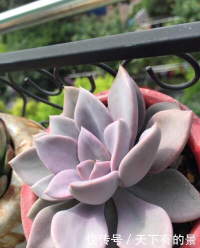 20款高贵梦幻紫色多肉，养一盆“紫气东来”，总有一款是你喜欢的