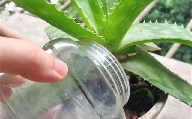 秋天准备“抗冻肥”,给君子兰、蟹爪兰“喂上”,长得旺、开花多