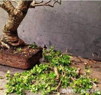 还养花现在很多人都养这“1种绿植”，枝干一变粗，就值钱了！