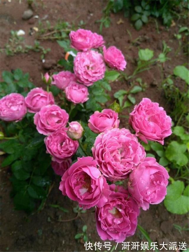 月季出现僵苗怎么办3个简单小方法,新芽花苞蹭蹭冒,开花99朵