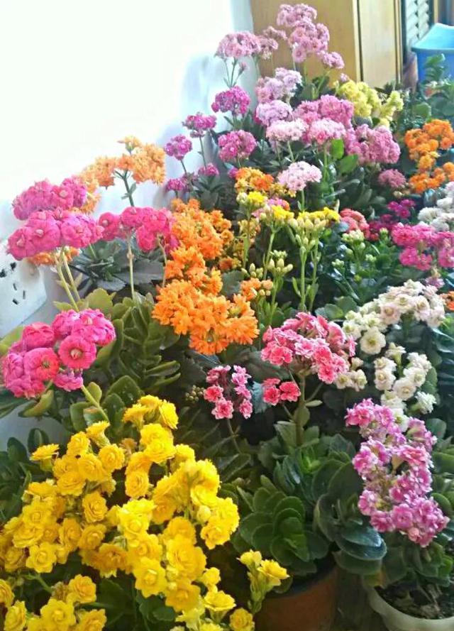 长寿花|入冬以后,君子兰、长寿花来点催花剂,花开多1倍,别忽视