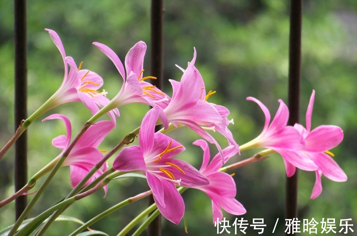 风雨兰风雨兰|养花就养3种“香水花”，耐热耐寒又耐晒，开花爆盆很容易，真美