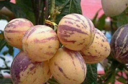 毒素|人到中年想长寿,推荐多吃的食物,排毒抗衰,清除毒素