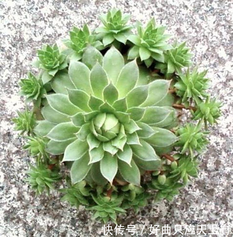 养花小知识,观音莲篇