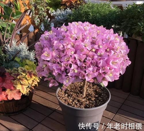花卉|5种漂亮花,阳台养一盆,四季有花赏,新手也会养!