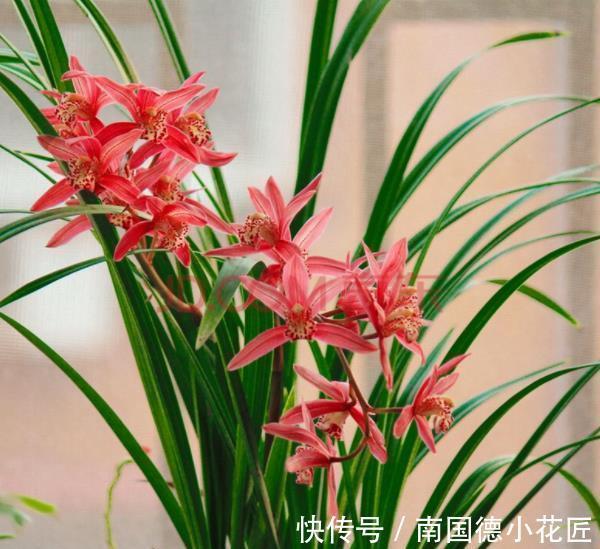 兰花|秋天兰花生长进入关键期，3件事可不能偷懒，不然花量减半长势差