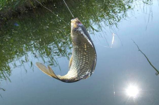 如何配置野钓江河钓饵，这几个饵料制作方法你用过吗？