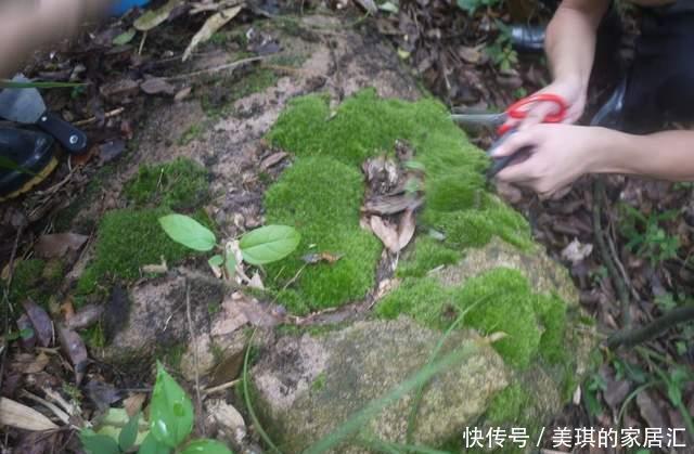  野草|路边野草，种盆里变成值钱盆景，超好养还好看