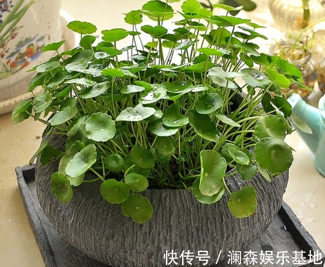 铜钱草|5种不起眼的“小草”，挖回来做成盆景，越看越漂亮