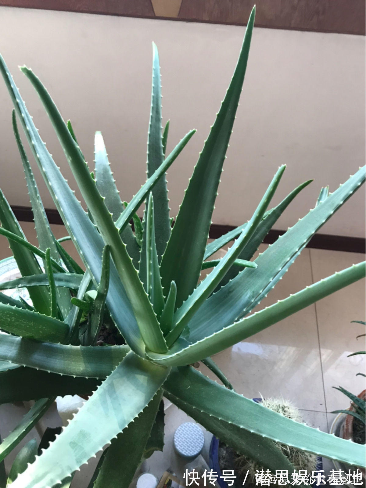 6种芦荟可食用,切开挖一勺汁液,敷在脸上能美容