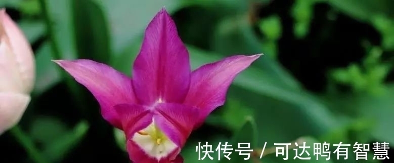 生肖|下个月内，缘分与桃花小心翼翼，月老提携，余生幸福的4大生肖