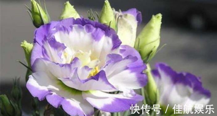 天堂鸟天堂鸟|4种花好养易活，旺财养人，不仅花好看，名字也好听，尤其第2种