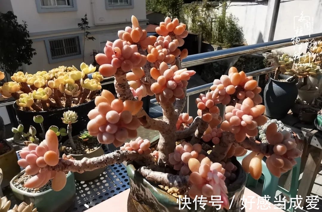 治愈之“肉”:愿所有的养肉人都被这些“胖子们”治愈