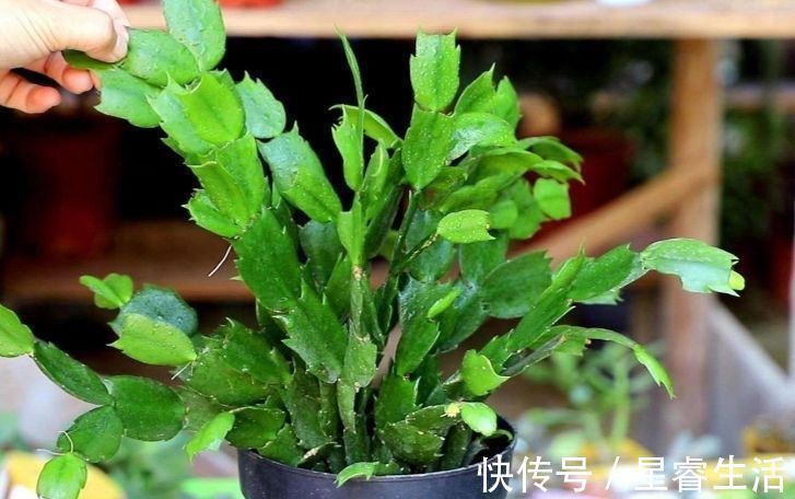 休眠|夏天3种花要休眠,要给它控水停肥,不然容易发生腐烂