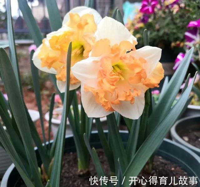 金边瑞香|这4种“香妃花”，美貌与香气共存，又清新又高雅