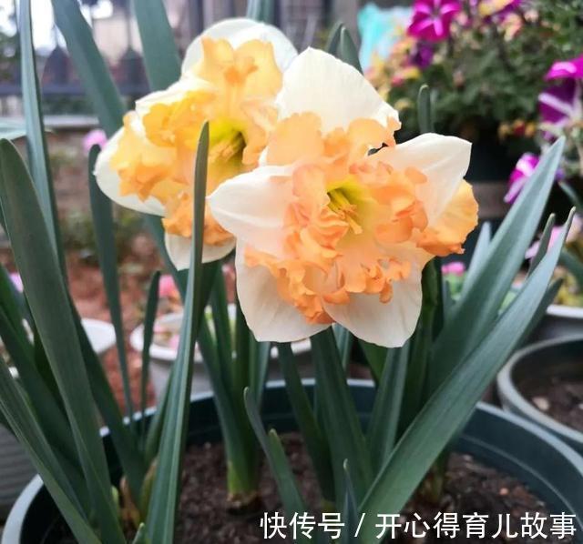 这4种“香妃花”,美貌与香气共存,又清新又高雅