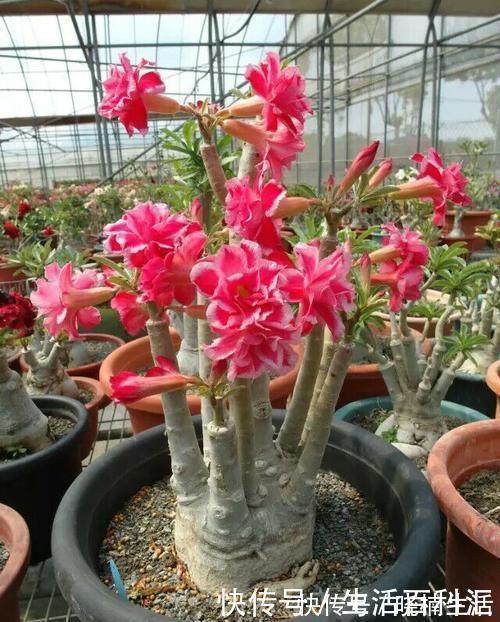 皮实|冬天养6种花,皮实又好养,浇水懒一些,越长越肥!