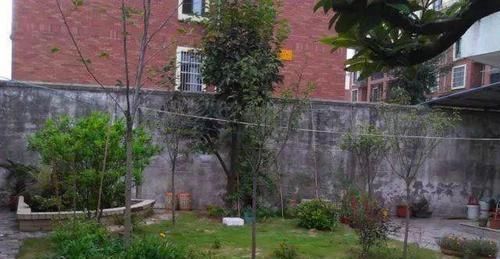 我的100㎡农家小院,种菜、养花、植树、养鱼,漂亮极了