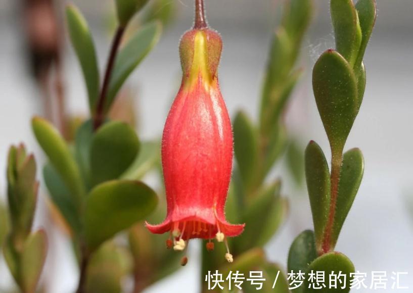 秋高气爽,养宫灯长寿花,盆栽牢记4点,冬春花开最盛