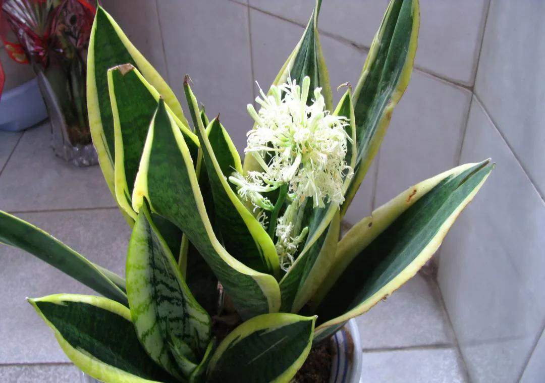 3种花作用大，室内灰尘也不怕，吸收能力强，人人都来夸