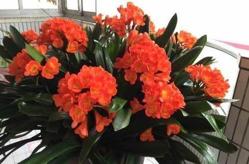 挺拔|君子兰总黄叶教你这样养,叶子挺拔如折扇,又肥又绿