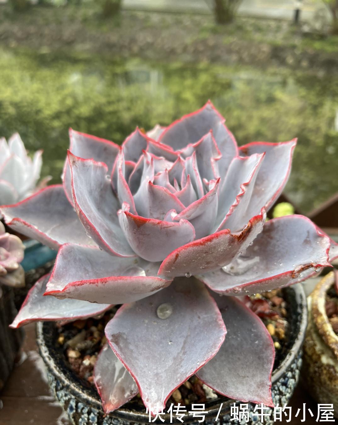 养分|多肉即将进入休眠期，三动作“控一控”，顺利度夏，不易穿裙子