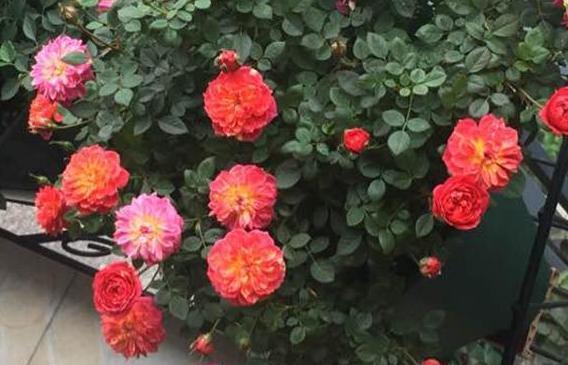 喜欢养花就盆栽月季,此款花期长、易爆盆,一株苗开出多色花