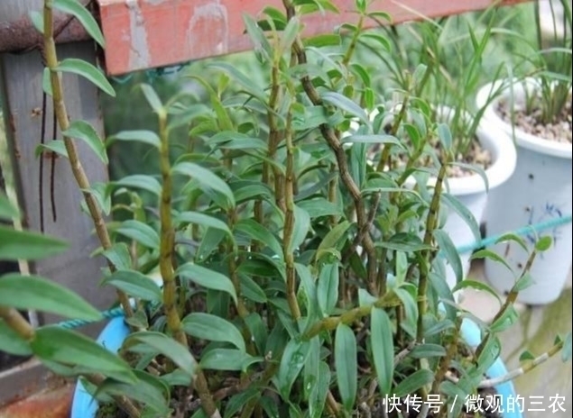 养几株对身体好的花草，除了欣赏，还能食疗，堪称阳台小药箱