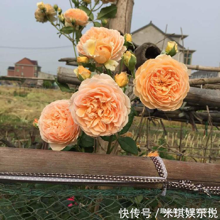 喜欢养花,就养盆“稀有花卉”变色郁金香,花开会变色,梦幻华贵