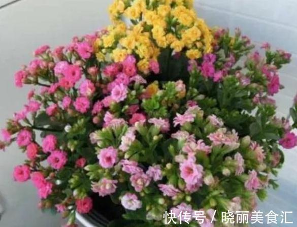 生长肥|长寿花开花期间要施肥吗,施什么肥好